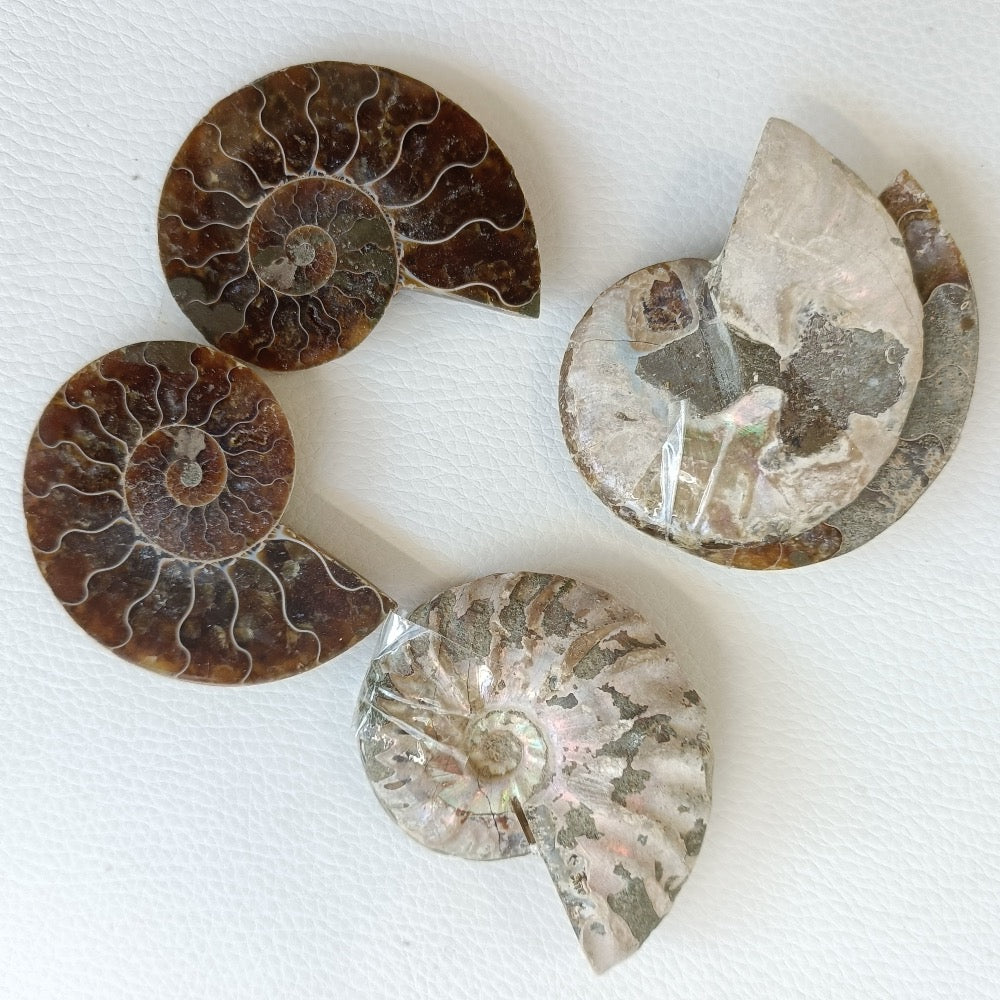Ammoniten, halbiert 