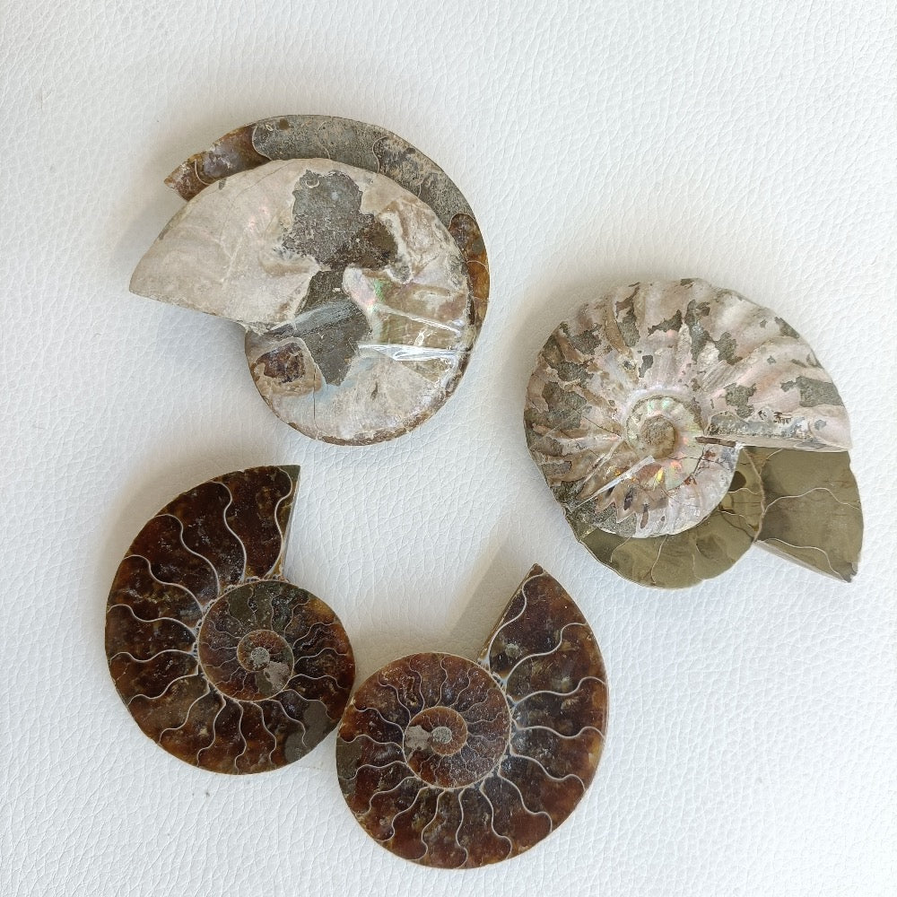 Ammoniten, halbiert 