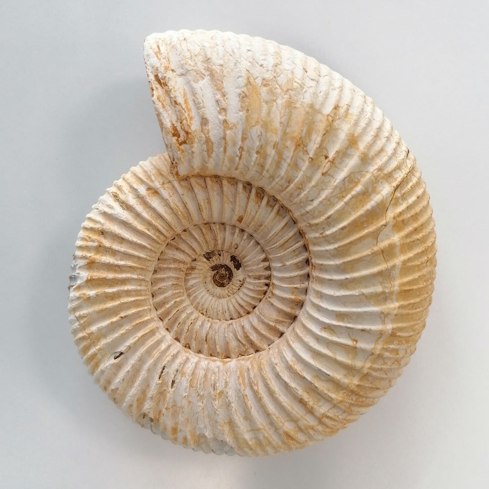 Ammonit Schnecke